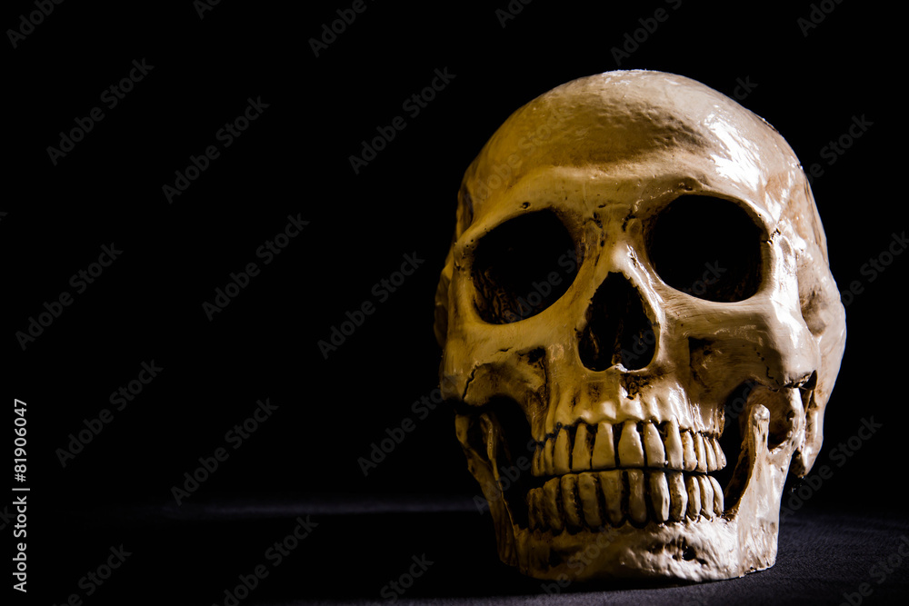 Fototapeta premium skull in the dark