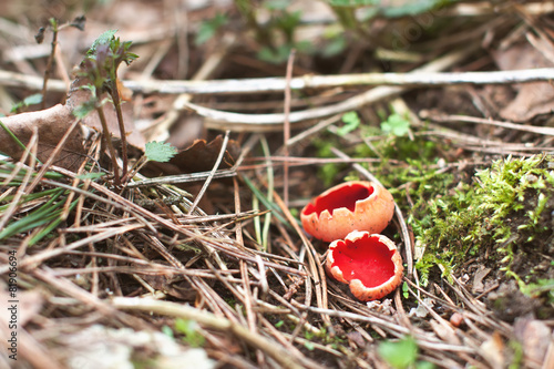 Scarlet Elf Cup Mushroom - Sarcoscypha coccinea photo