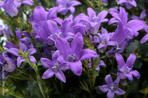 Beautiful vivid purple spring flower bush Dalmatian bellflower 