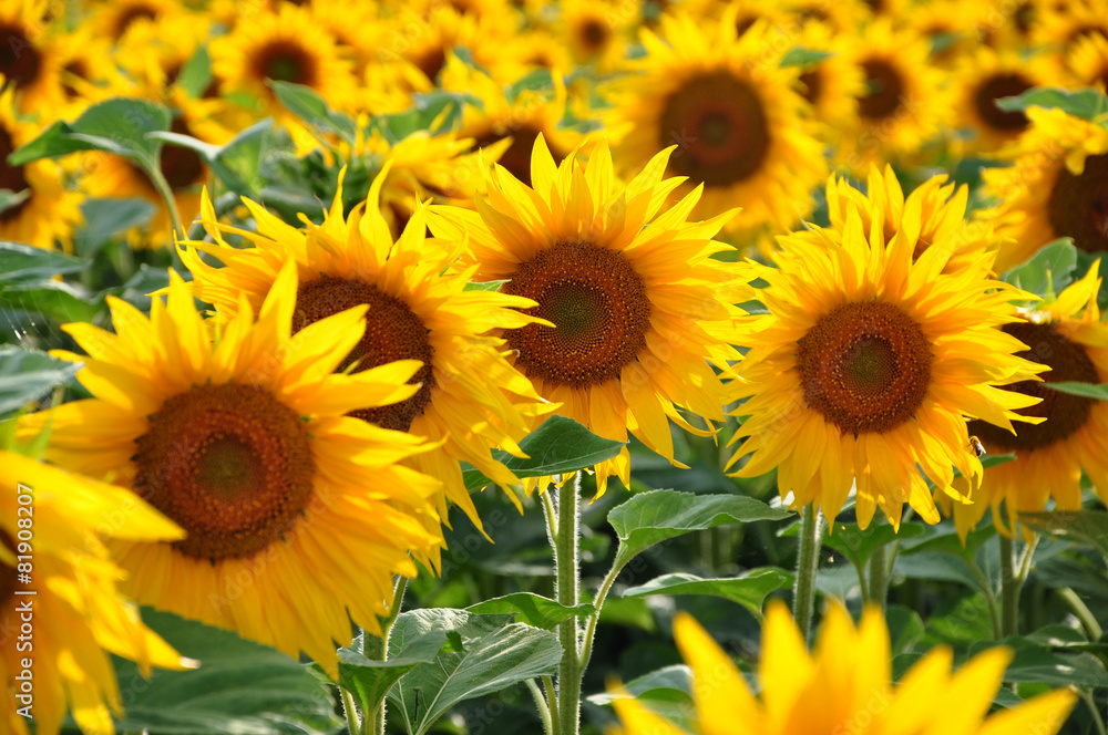 Sunflowers