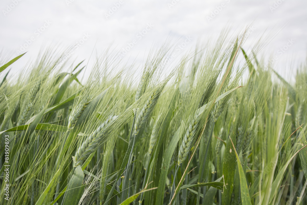 Spikes of green wheat in spring