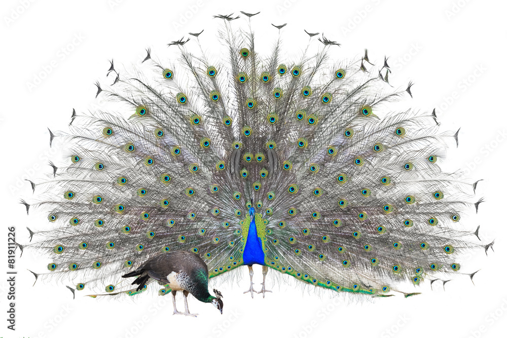 Obraz premium Male Indian Peacock displaying tail feathers Isolated On White