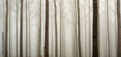 Young bare trees in the fog