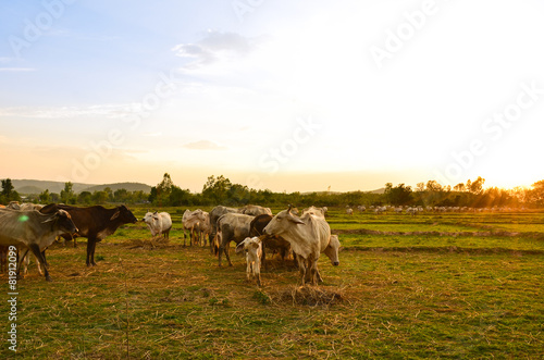 Cow grazing © JJIMAGE