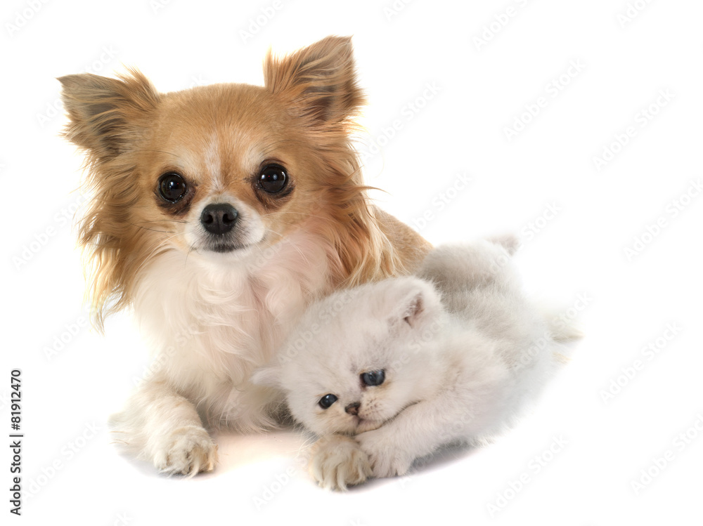 kitten exotic shorthair and chihuahua