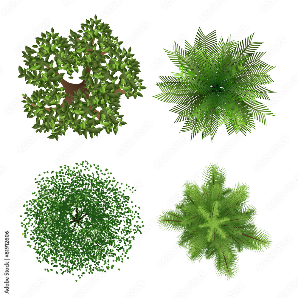 Fototapeta premium Top view trees