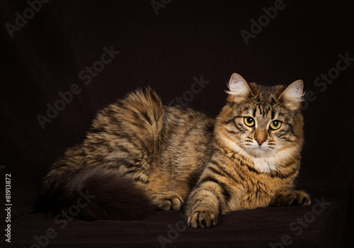 purebred Siberian cat #81913872