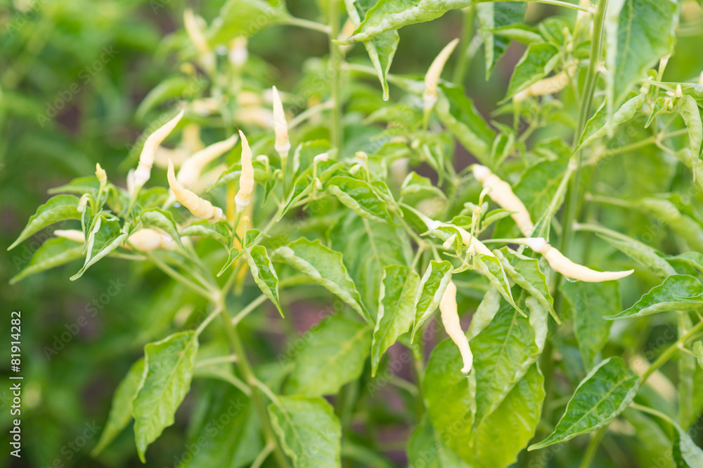 Obraz premium chilli tree in garden
