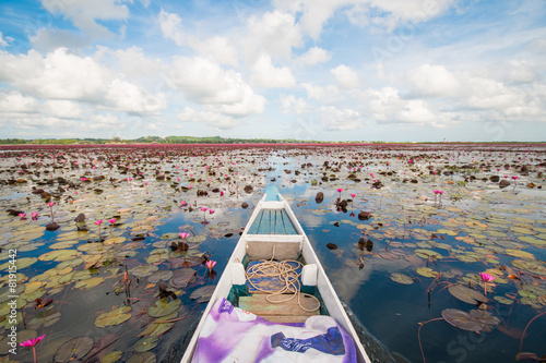 pink lotus in lotus swamp at "Talay-Noi" Pattalung province ,Tha