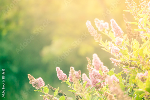 Buddleja davidii