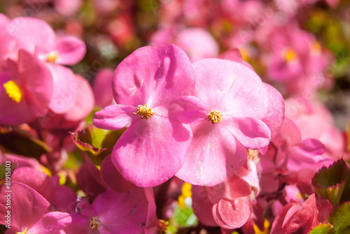 red flowers