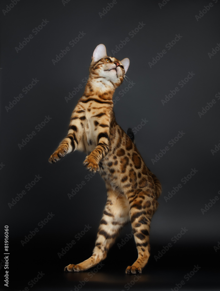 Playful Female Bengal Cat stands on Rear Legs Playful Female Bengal Cat stands on Rear Legs