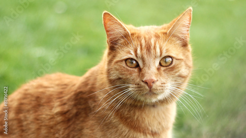 Canvas Print redheaded cat