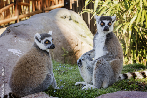 lemuri photo