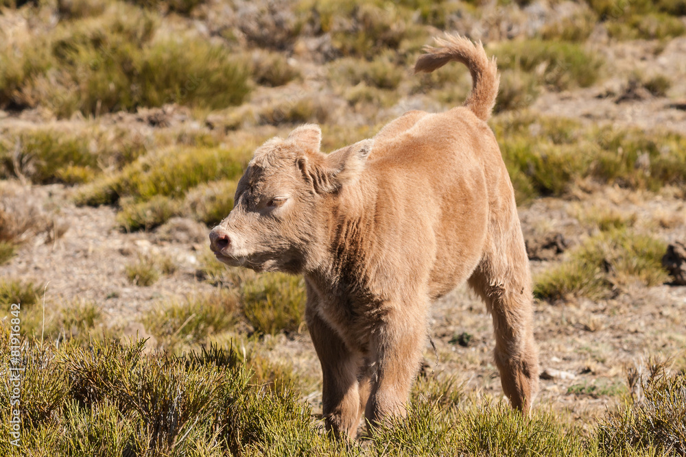 isolated brown calf