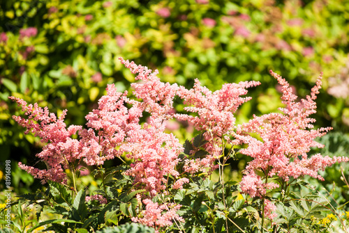 colorful flowers