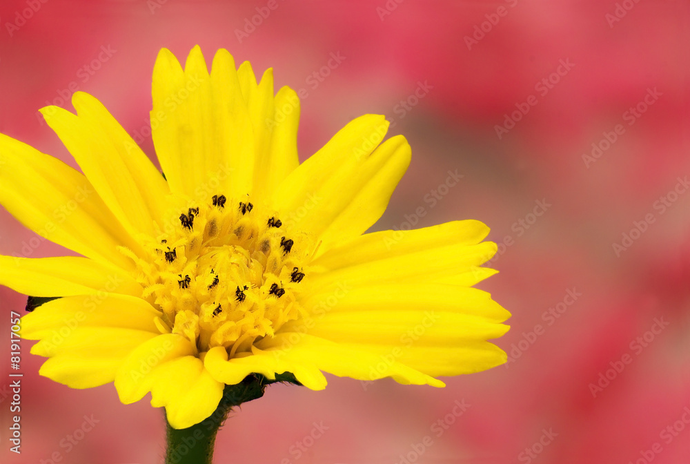 Fototapeta premium Singapore daisy on red background, macro, close-up