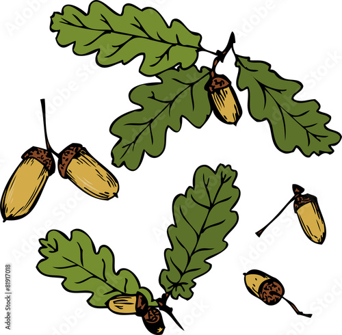 Set of line drawing oak branches