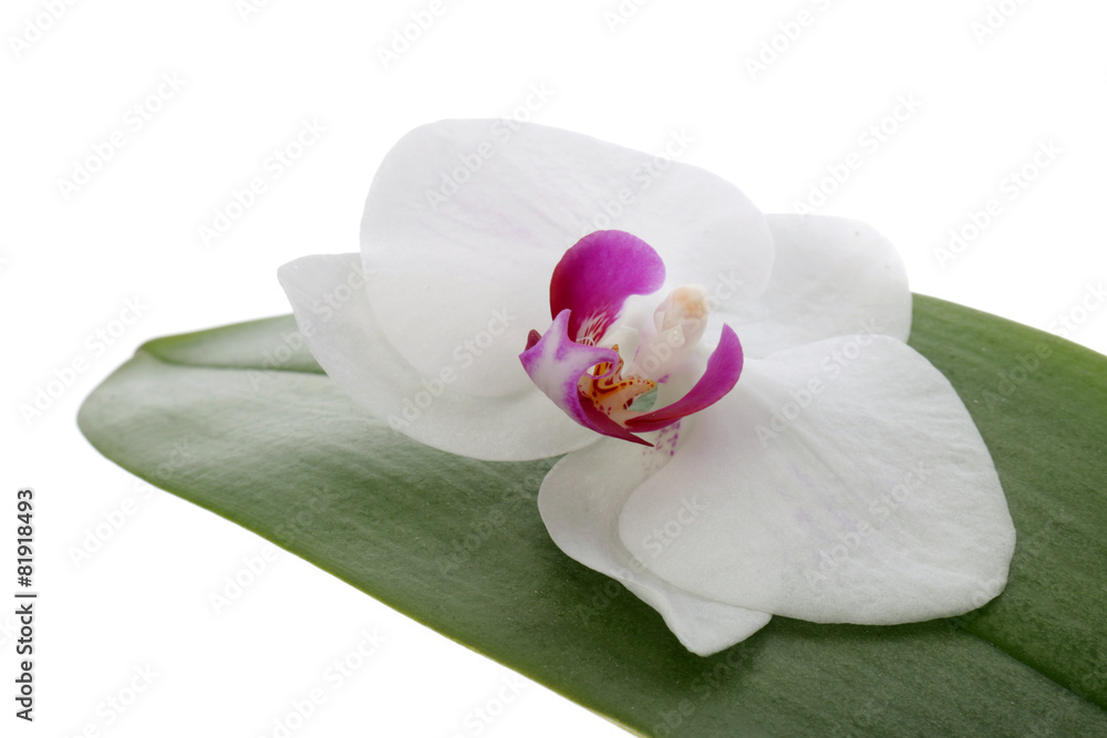Fototapeta premium Orchid flower and leaf on a white background