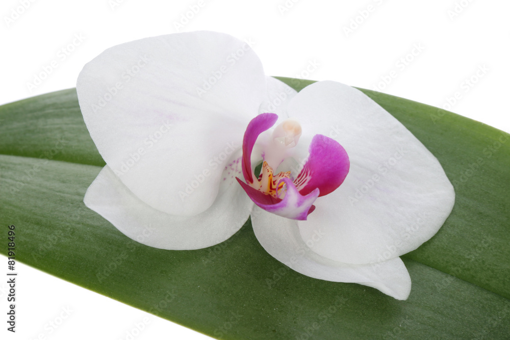 Naklejka premium Orchid flower on a leaf