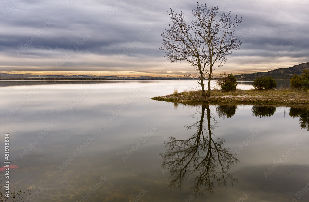 Fototapeta premium Landscape Tree. Madrid. Spain.