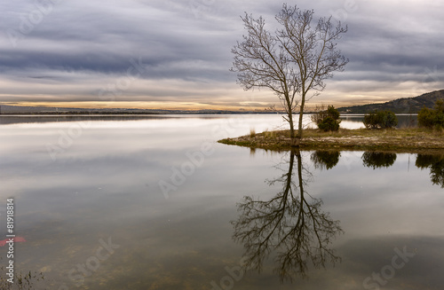 Landscape Tree. Madrid. Spain.