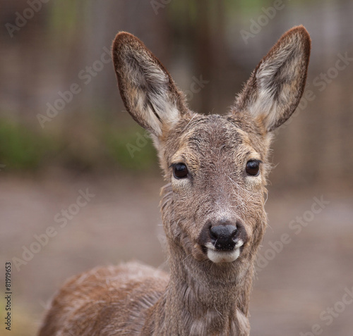 female European roe deer (Capreolus capreolus)