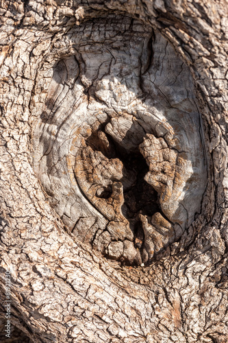 natural tree bark