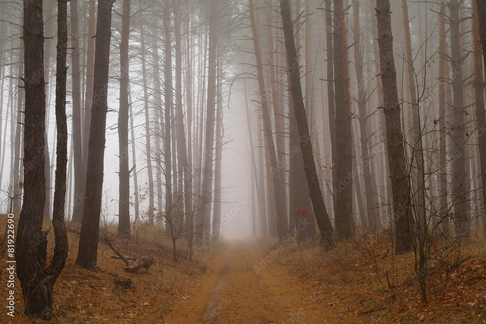 Autumn forest in the morning mist