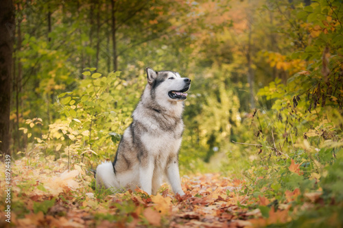 Dog walks in the park  autumn