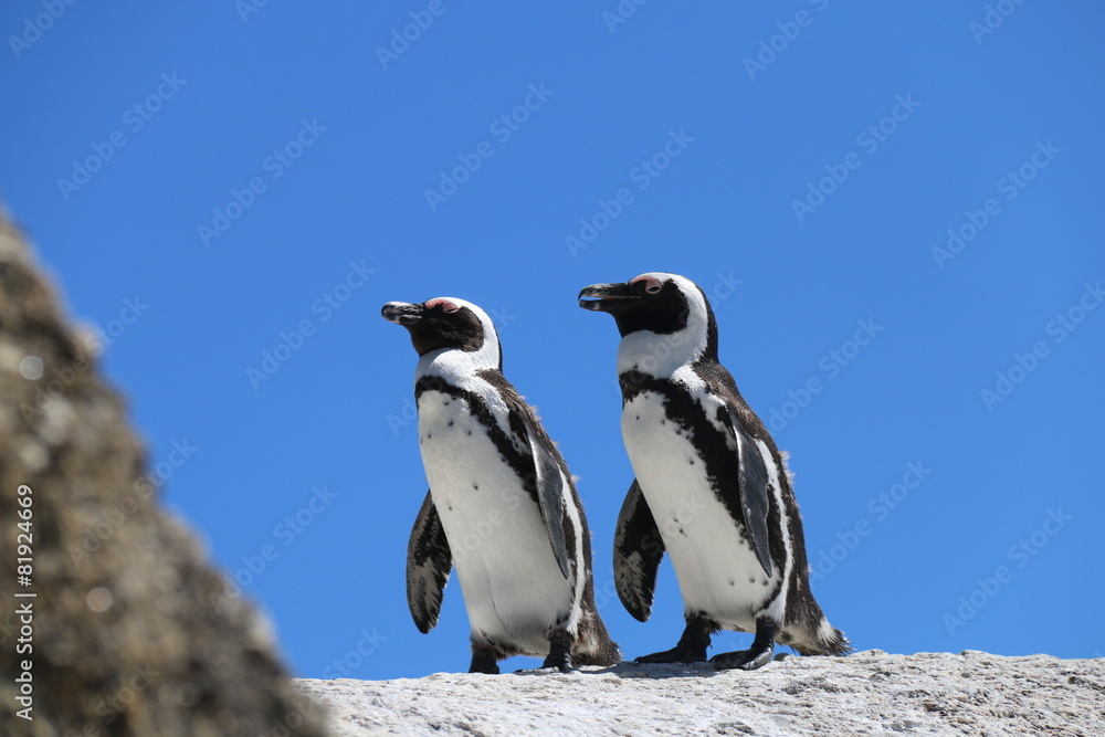 Fototapeta premium Pinguine