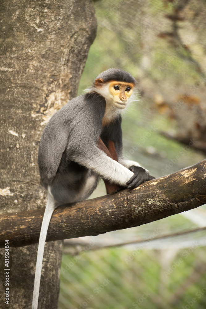 Obraz premium Close up Red-shanked douc langur