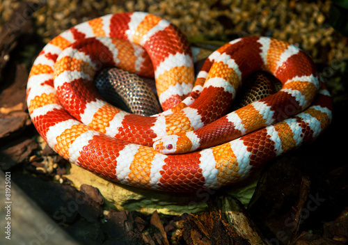 Гондурасская молочная змея