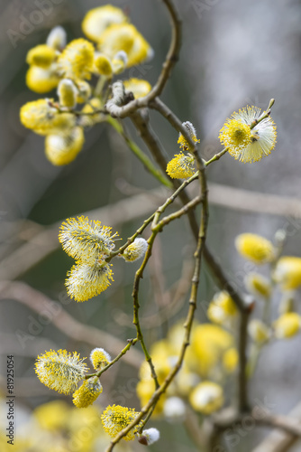 Goat Willows or Salix capre...