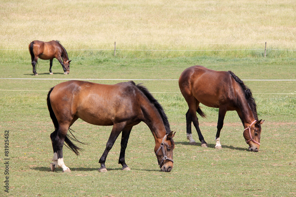 Grazing brown Horses on the green Pasture Grazing brown Horses on the green Pasture