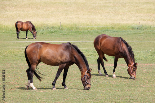 Grazing brown Horses on the green Pasture © Kajano