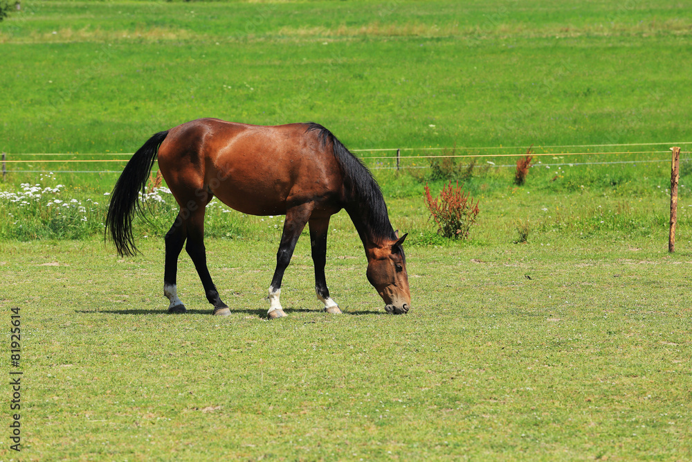 Grazing brown Horse on the green Pasture Grazing brown Horse on the green Pasture