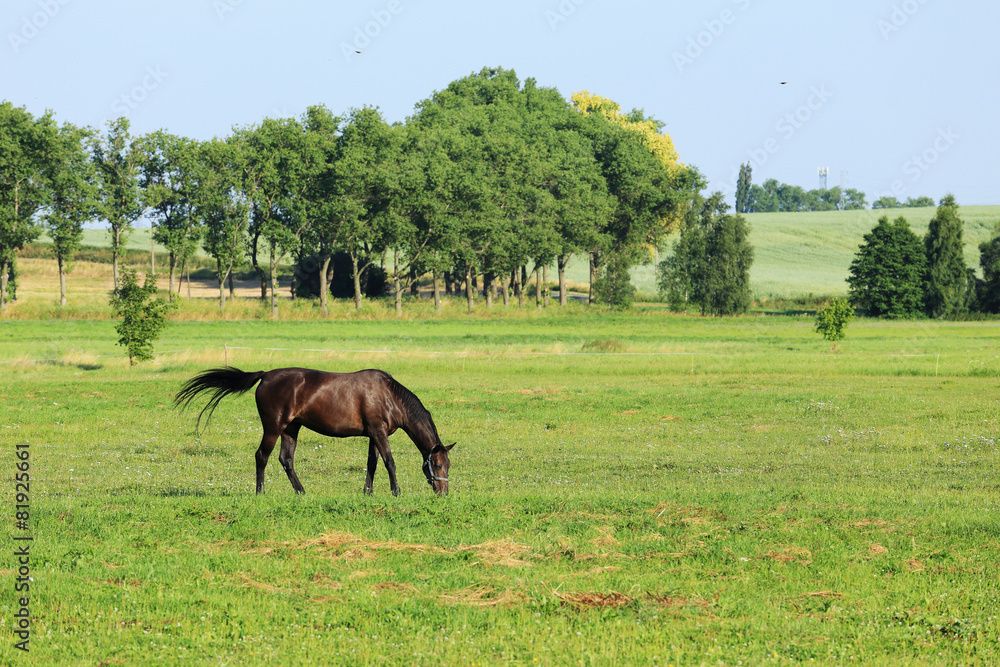 Obraz premium Grazing brown Horse on the green Pasture