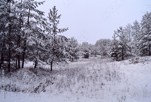 Wallpaper Mural winter landscape with snow covered trees Torontodigital.ca