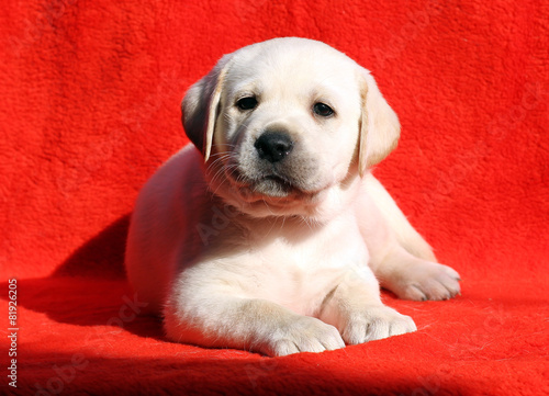 the labrador puppy on a red background