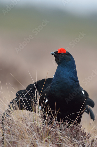 Black grouse photo