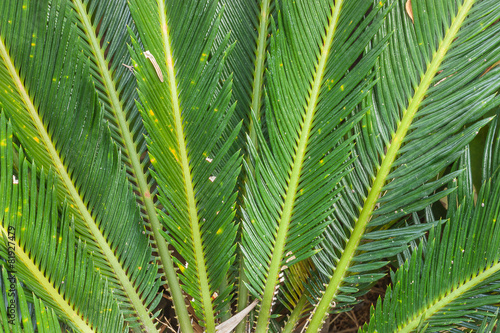 Close-up of leaves Cycas circinalis L.