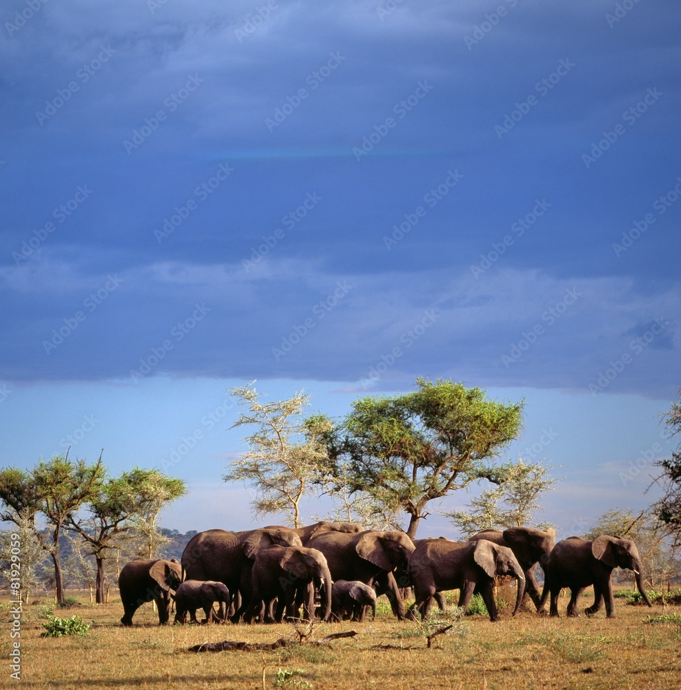 Fototapeta premium elephants