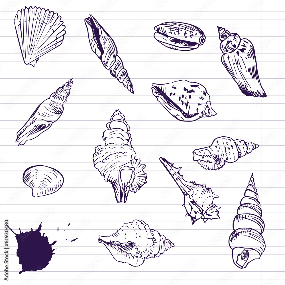 Ink drawing of shells, vector illustration - obrazy, fototapety, plakaty 