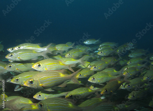 school of fish photo