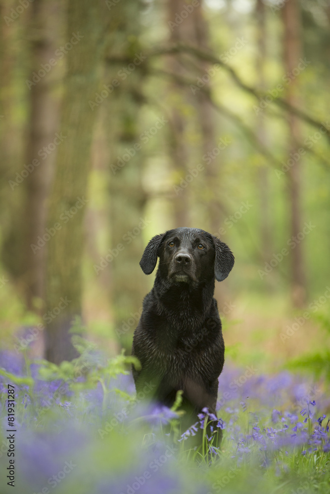 Black labrador - Canis familiaris Black labrador - Canis familiaris