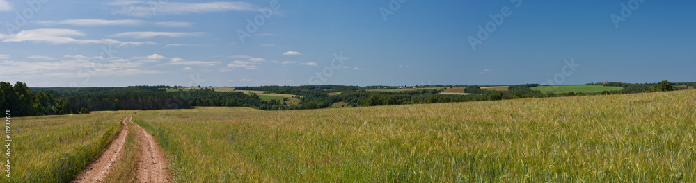 Panorama summer landscape.