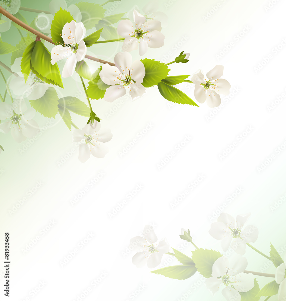 Fototapeta premium Cherry branch with white flowers on green background