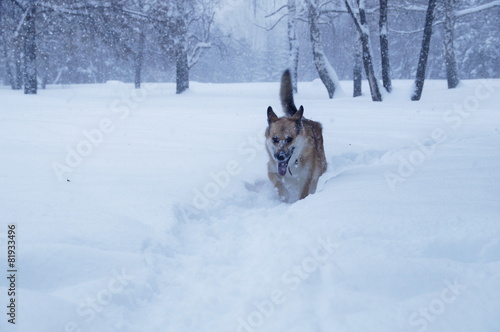 A dog is walking on a snow