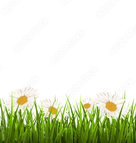 Green grass lawn with white chamomiles isolated on white. Floral